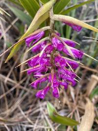 Elleanthus maculatus image