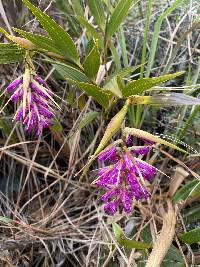 Elleanthus maculatus image