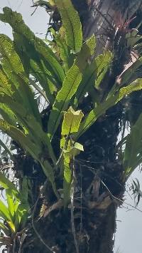 Niphidium crassifolium image