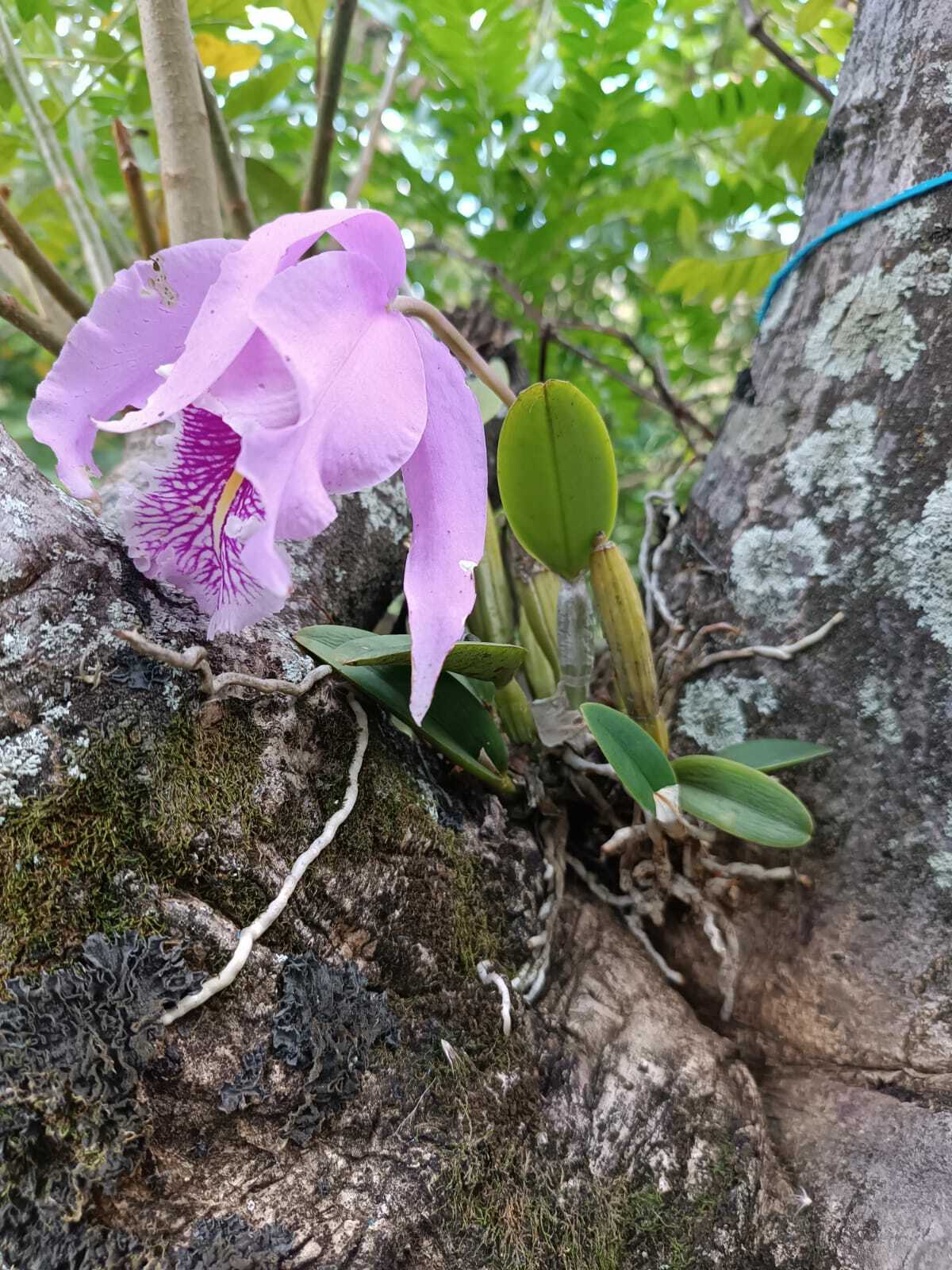 Cattleya maxima image