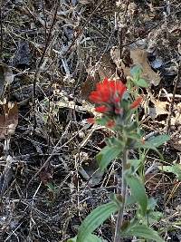 Castilleja arvensis image