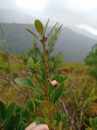 Macleania rupestris image