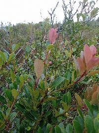 Macleania rupestris image