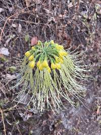 Eucrosia mirabilis image