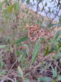 Baccharis latifolia image