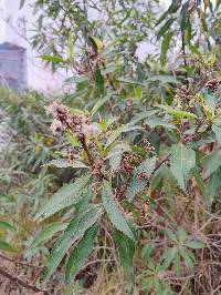 Baccharis latifolia image