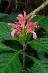 Image of Justicia carnea