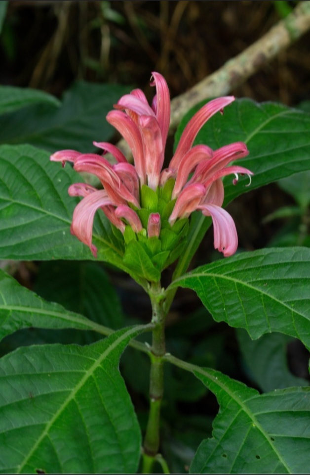 Justicia carnea image