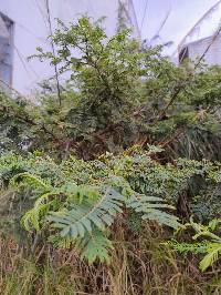 Vachellia macracantha image