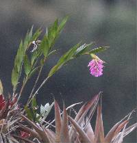 Elleanthus maculatus image