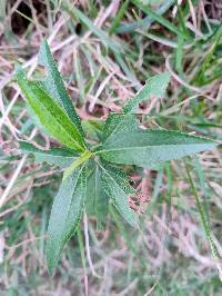 Baccharis latifolia image