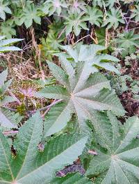 Ricinus communis image