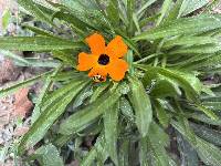 Thunbergia alata image