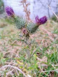 Cirsium vulgare image