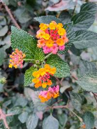 Lantana camara image