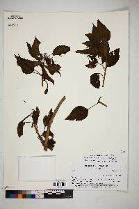 Image of Ipomoea pauciflora