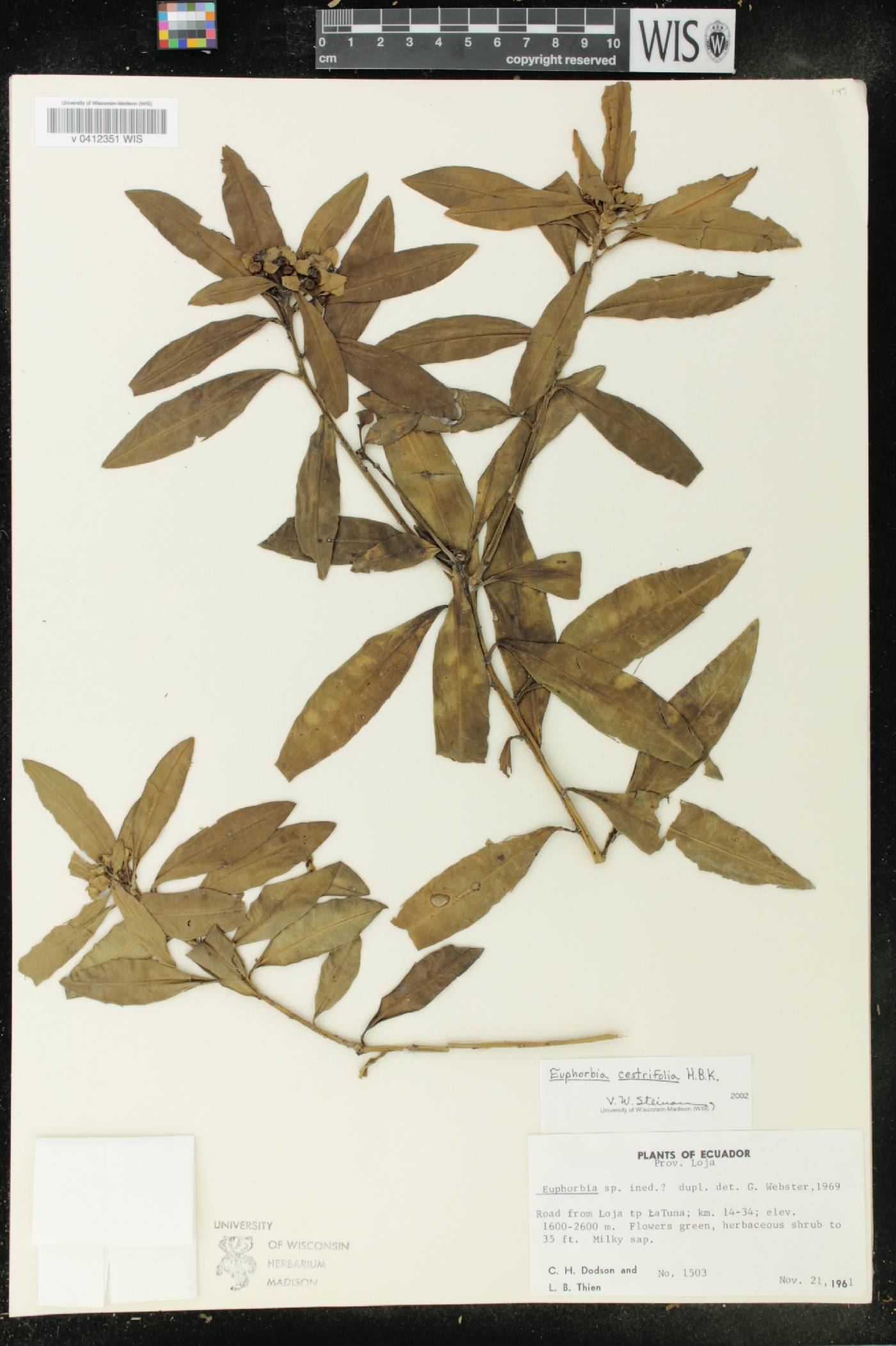 Euphorbiaceae image