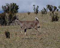 Odocoileus virginianus image