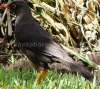 Turdus fuscater image