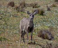 Odocoileus virginianus image