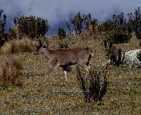 Odocoileus virginianus image