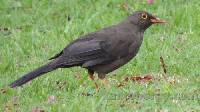 Turdus fuscater image