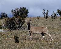 Odocoileus virginianus image