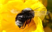 Bombus funebris image