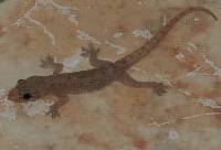 Hemidactylus frenatus image