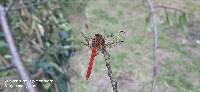 Sympetrum gilvum image