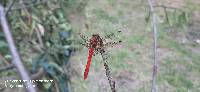 Sympetrum gilvum image