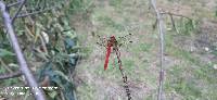 Sympetrum gilvum image