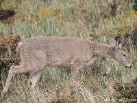 Odocoileus virginianus image