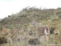 Odocoileus virginianus image