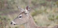 Odocoileus virginianus image