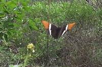 Siproeta epaphus image