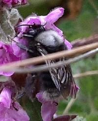 Bombus funebris image