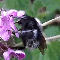 Bombus funebris image