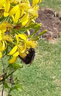 Bombus funebris image