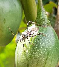 Leptoglossus zonatus image