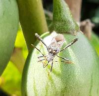 Leptoglossus zonatus image