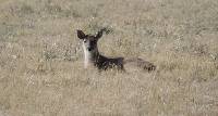 Odocoileus virginianus image