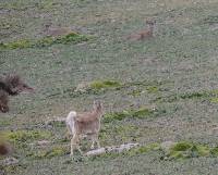 Odocoileus virginianus image