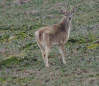 Odocoileus virginianus image