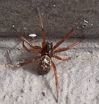 Steatoda nobilis image