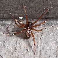 Steatoda nobilis image