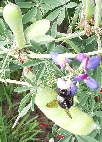 Bombus funebris image