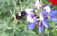 Bombus funebris image