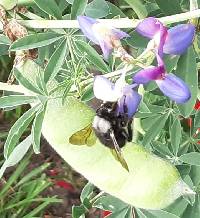 Bombus funebris image