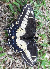 Papilio polyxenes image